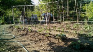 Innovazione: incentivi incremento produttività agricoltura, pesca e acquacoltura.